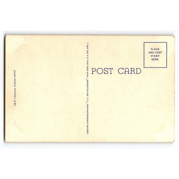 Vintage Linen Florida Alligator Postcard 1940s Tropical Series Big Mouthed Gator - Picture 2 of 2